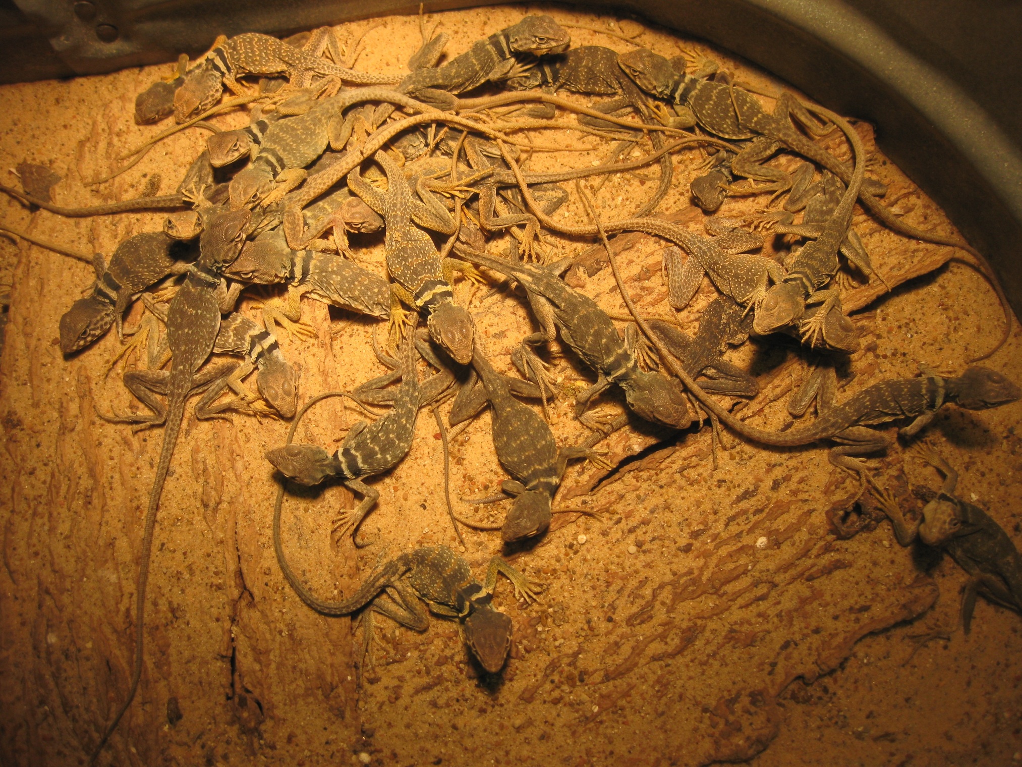 Emaciated lizards