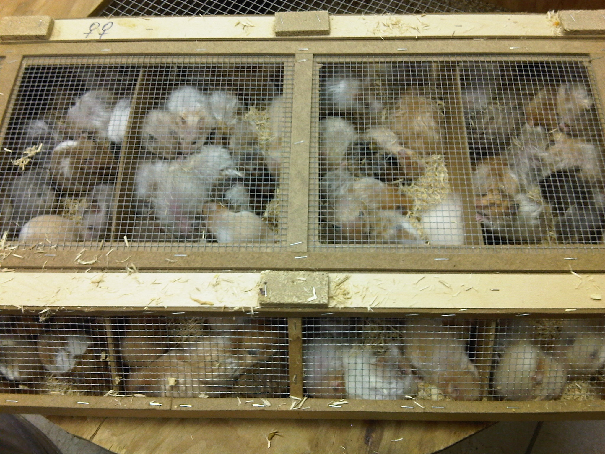 Hamsters