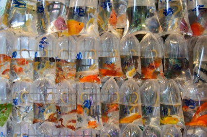 Goldfish