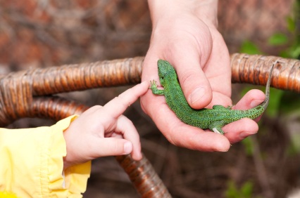 Lizard