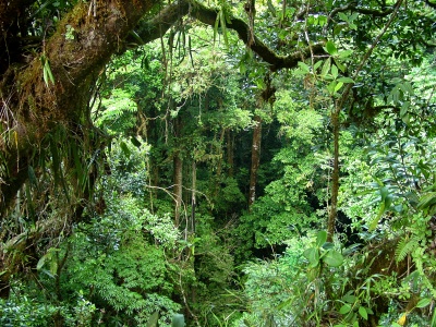 Rainforest